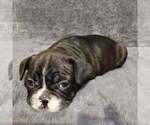 Small #4 French Bulldog