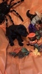 Small Photo #4 Great Dane Puppy For Sale in ALBERTVILLE, AL, USA
