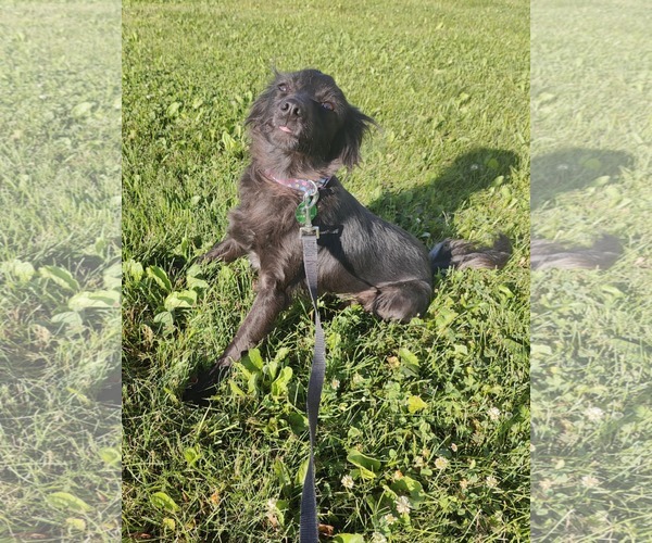 Medium Photo #2 Spaniel-Unknown Mix Puppy For Sale in St. Louis Park, MN, USA