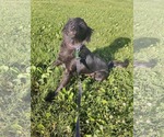 Small #1 Spaniel Mix