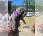 Small #27 Cane Corso