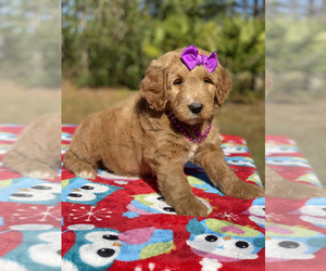 Goldendoodle Puppy for sale in FROSTPROOF, FL, USA