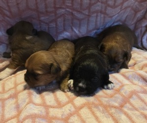 Shorkie Tzu Puppy for Sale in MATTOON, Illinois USA
