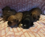 Small Shorkie Tzu