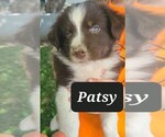 Puppy 2 Australian Shepherd