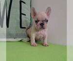 Small Photo #10 French Bulldog Puppy For Sale in BAYTOWN, TX, USA
