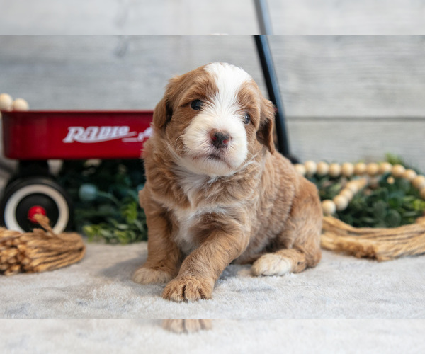 Medium Photo #1 Goldendoodle (Miniature) Puppy For Sale in MIDDLEBURY, IN, USA