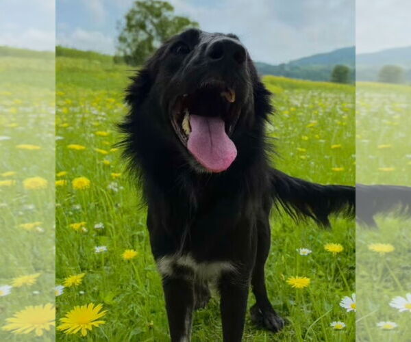 Medium Photo #2 Border Collie Puppy For Sale in Houston, TX, USA
