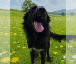 Small #1 Border Collie