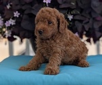 Small Photo #36 Poodle (Toy) Puppy For Sale in GOSHEN, IN, USA