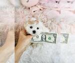 Small #14 Maltese