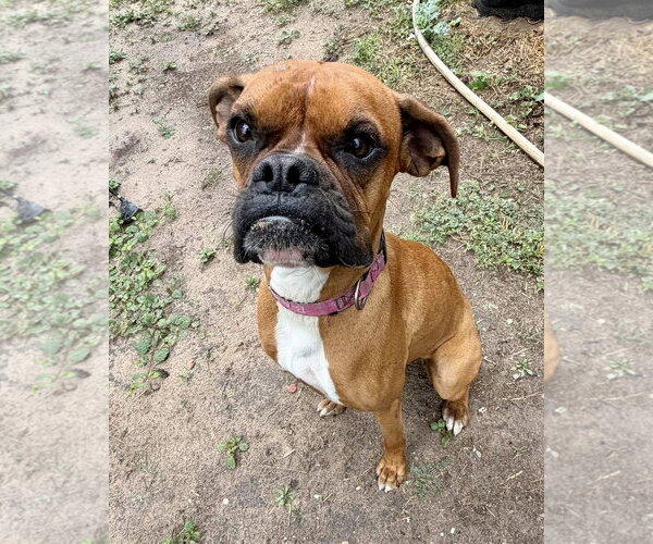 Medium Photo #3 Boxer Puppy For Sale in Dumont, NJ, USA
