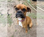 Small #2 Boxer