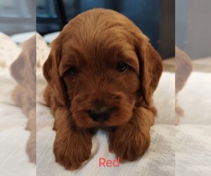 Medium Goldendoodle (Miniature)
