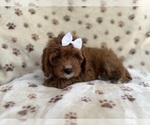 Small #4 Cavapoo (Miniature)