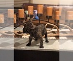 Small Photo #6 French Bulldog Puppy For Sale in FREDERICKSBURG, TX, USA