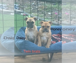 French Bulloxer Puppy for sale in KENT, WA, USA