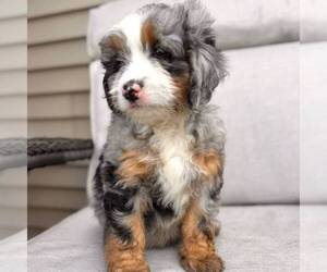 Bernedoodle (Miniature) Puppy for sale in GAP, PA, USA