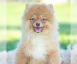 Puppy Waylon Pomeranian