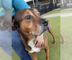 American Pit Bull Terrier-Bloodhound Mix Dogs for adoption in Waco, TX, USA