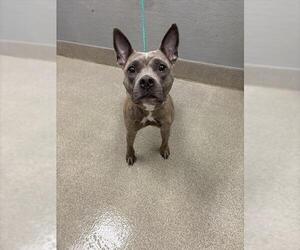 Mutt Dogs for adoption in Las Vegas, NV, USA