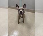 Small Mutt