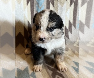Miniature Australian Shepherd Puppy for sale in FORT MORGAN, CO, USA