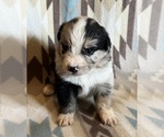 Small Miniature Australian Shepherd
