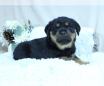Small Photo #13 Rottweiler Puppy For Sale in HEMINGWAY, SC, USA
