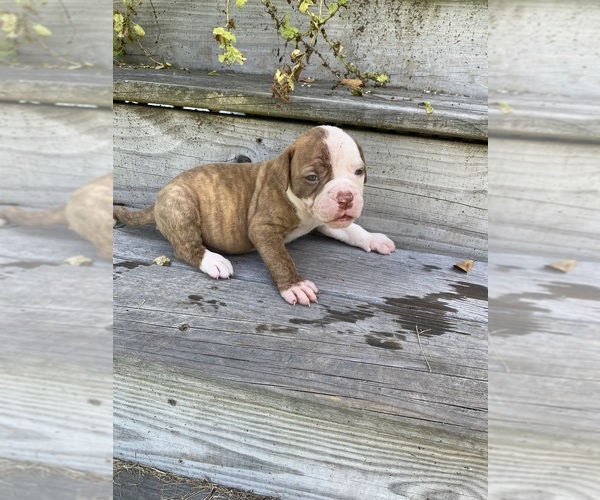 Medium Photo #1 American Bulldog Puppy For Sale in FOLKSTON, GA, USA