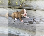 Puppy Macie American Bulldog