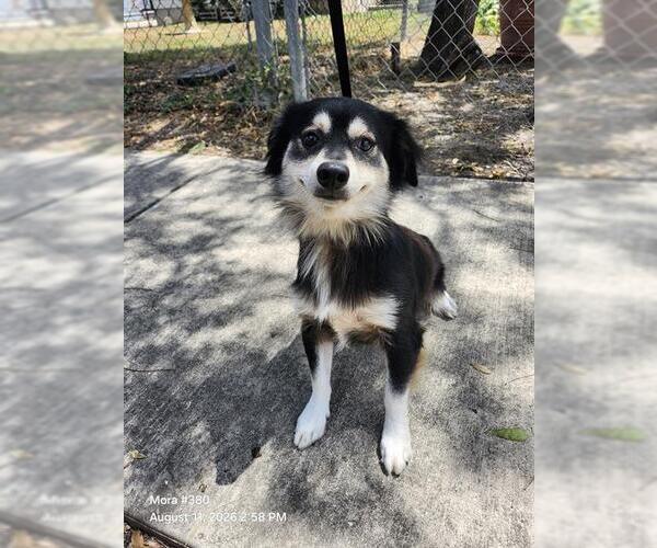 Medium Photo #1 Mutt Puppy For Sale in San Antonio, TX, USA