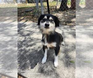 Mutt Dogs for adoption in San Antonio, TX, USA