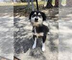 Small Mutt