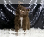 Small Photo #82 Pomeranian Puppy For Sale in WARSAW, IN, USA