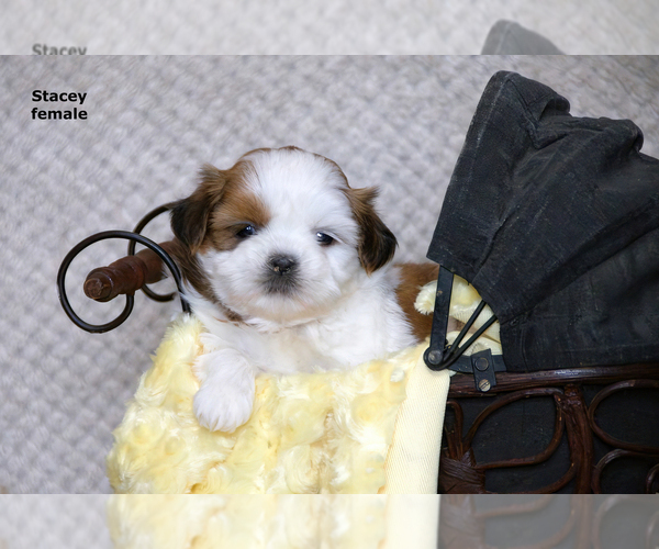 Medium Photo #13 Shih Tzu Puppy For Sale in CLARE, MI, USA