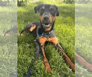 Rottweiler-Unknown Mix Dogs for adoption in Hillsboro, NH, USA