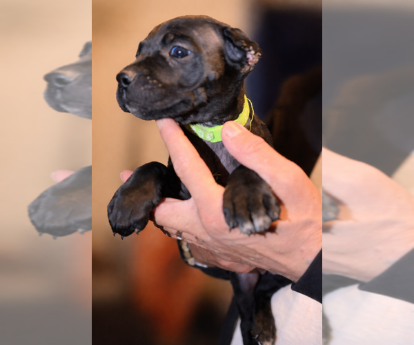 Medium Photo #10 Cane Corso Puppy For Sale in ANDERSON, IN, USA