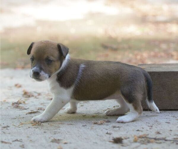 Medium Photo #4 Australian Shepherd-Jack Russell Terrier Mix Puppy For Sale in ORRVILLE, OH, USA