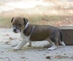 Small #3 Australian Shepherd-Jack Russell Terrier Mix