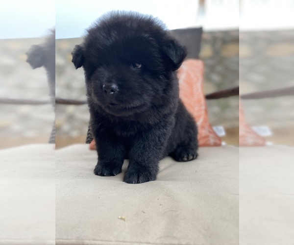Medium Photo #1 Chow Chow Puppy For Sale in EL PASO, TX, USA