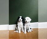 Small Photo #4 Poodle (Toy)-Sheepadoodle Mix Puppy For Sale in PROVO, UT, USA
