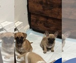 Small #16 French Bulldog-French Bullhuahua Mix