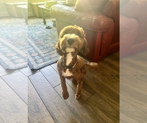 Father of the Goldendoodle puppies born on 04/23/2025