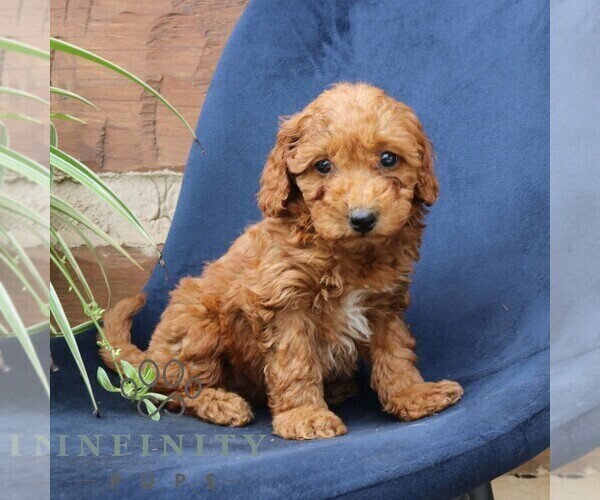 Medium Photo #3 Goldendoodle (Miniature) Puppy For Sale in NARVON, PA, USA