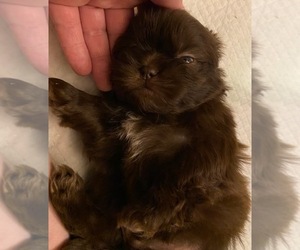 Shih Tzu Puppy for sale in HOPE MILLS, NC, USA