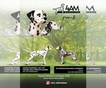 Small Photo #1 Dalmatian Puppy For Sale in WEBSTER, NY, USA