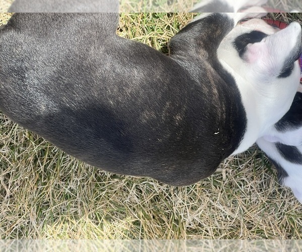 Medium Photo #4 Boston Terrier Puppy For Sale in GENOA, NE, USA