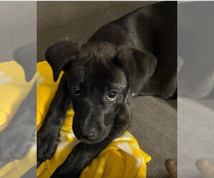 Labrador Retriever-Unknown Mix Dogs for adoption in The Woodlands, TX, USA