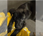 Small Labrador Retriever Mix